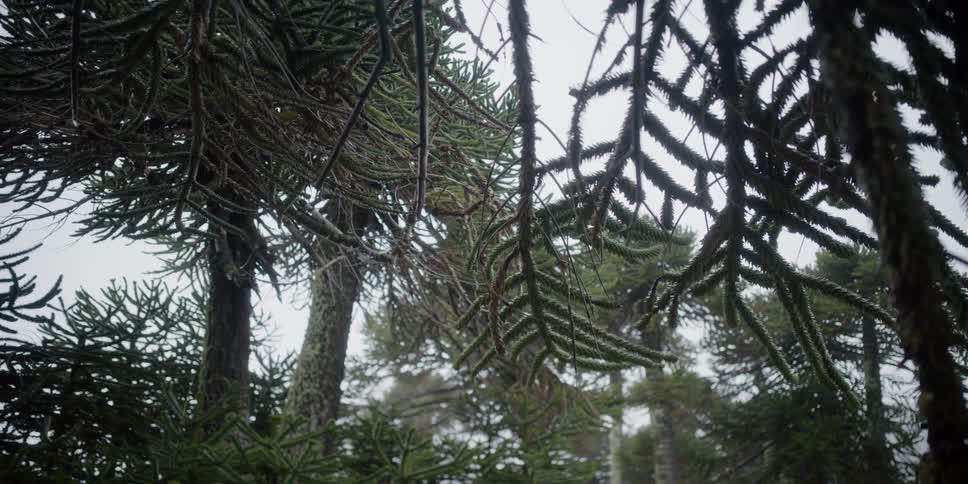 The branches of evergreen trees in a forest during the day