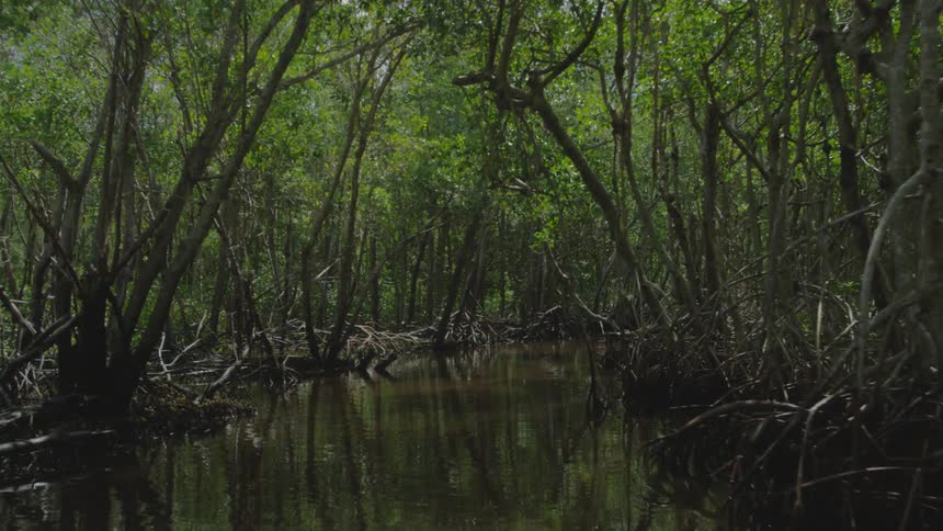 Moving over a swamp with many trees all over