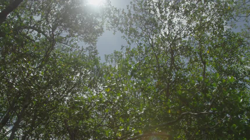The tops of trees in the sunlight during the day