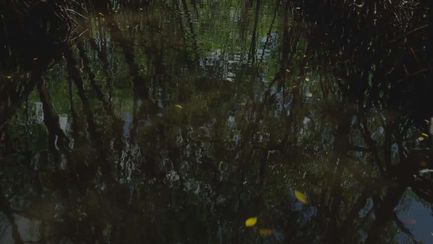 A swamp is reflecting the trees above on its surface