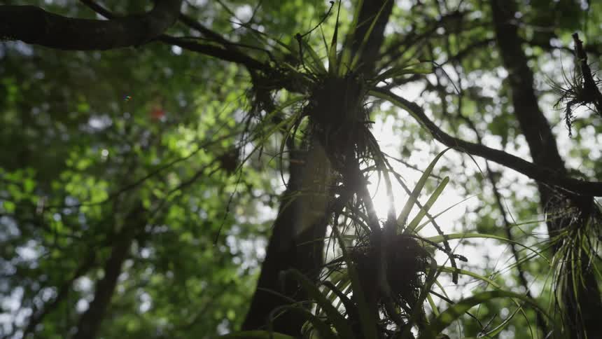 The sun shines through the tree leaves and branches