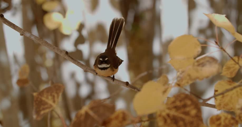 Sparrow flying off tree branch with yellow fall leaves