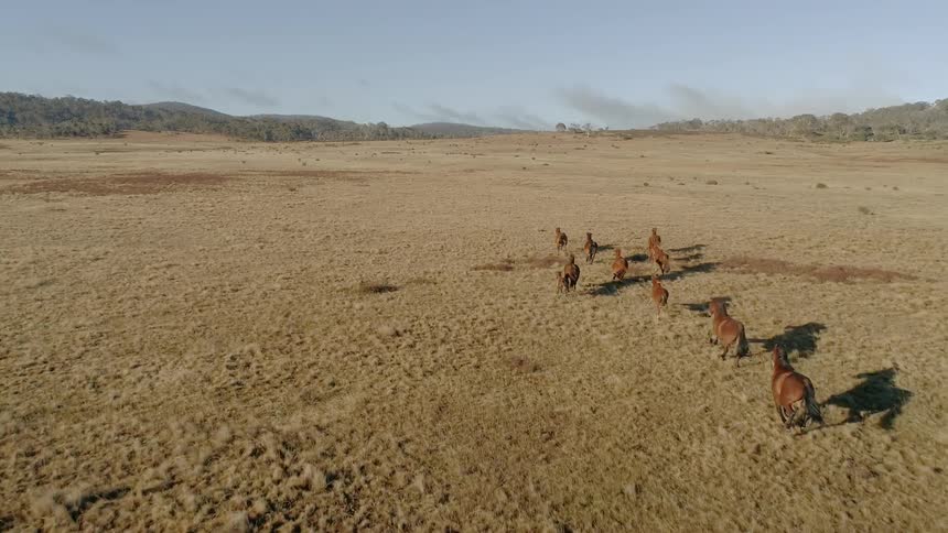 Horses run across a vast grass plain