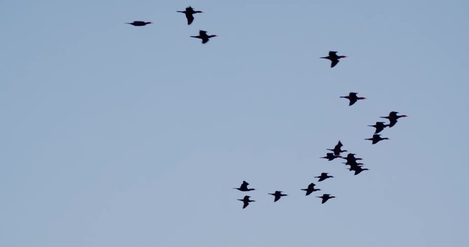 A flock of birds flying through the sky during the day