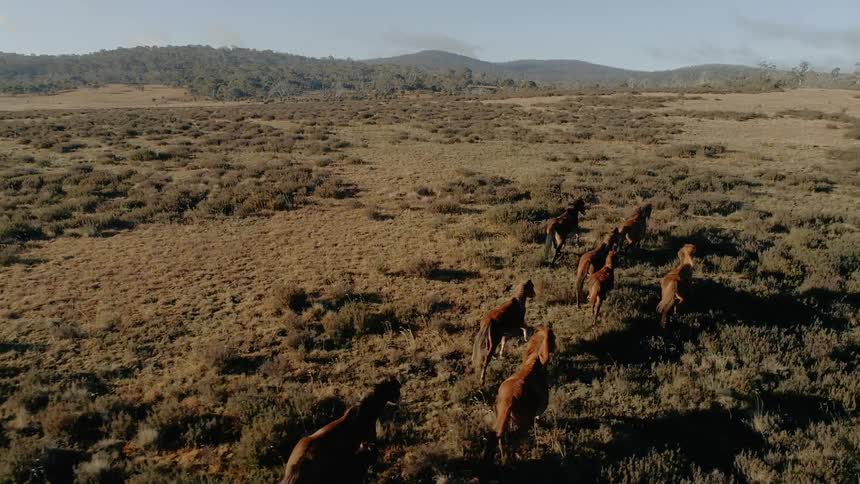Horses run over the field under a blue sky