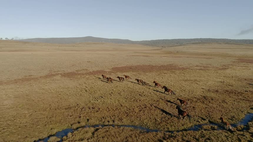 The horses race across the field together