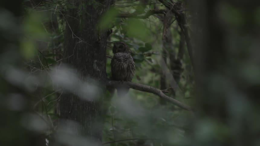 An owl is sitting on a branch in a forest