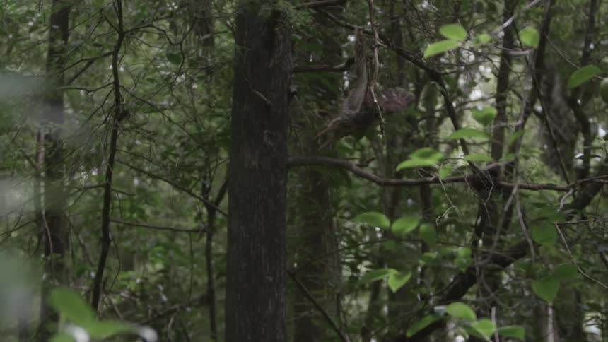An owl takes off from a tree in a forest during the day