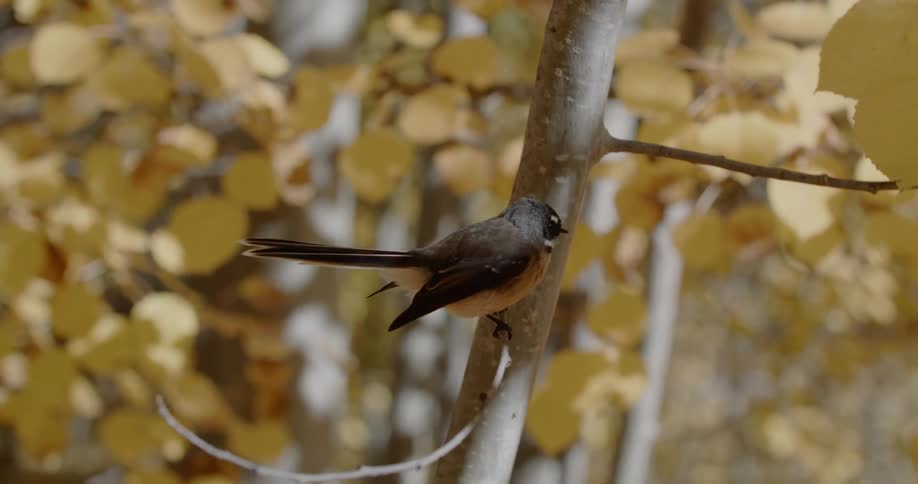 A bird perched on a branch then flies away with yellow leaves in the background