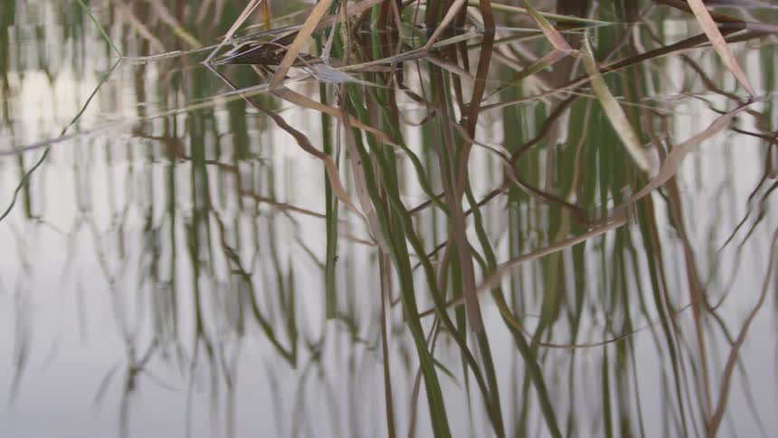 Water plants reflecting on the water's surface