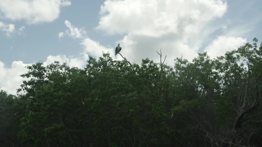 An eagle sits on a high branch above trees on a cloudy day
