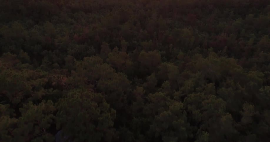 Tops of trees in a dense forest