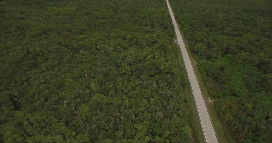 A long road is empty between two vast forests