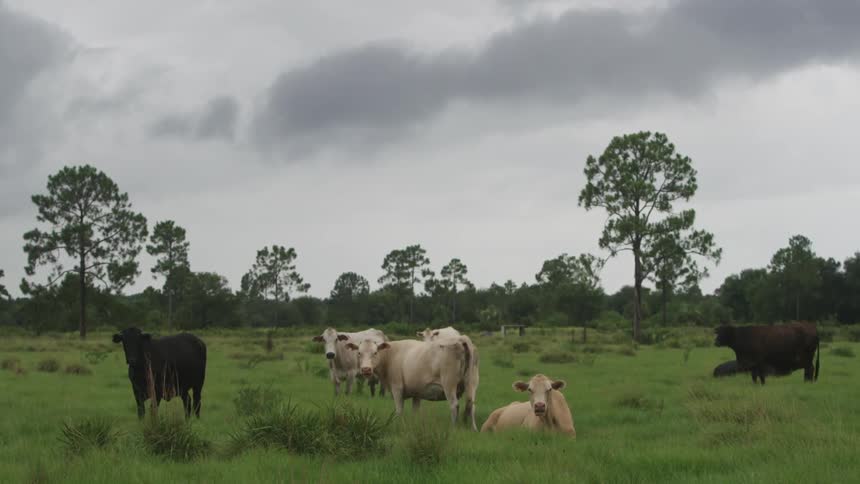 Cows are standing and sitting on a grass field