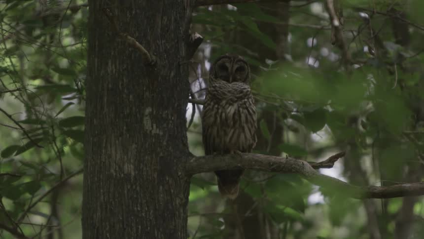 An owl sitting on a tree branch