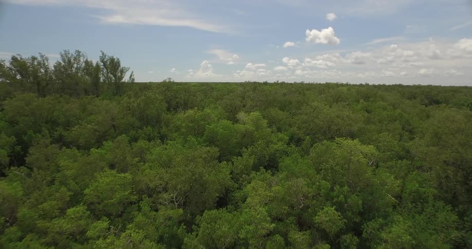 A forest surrounded by a river on a sunny day