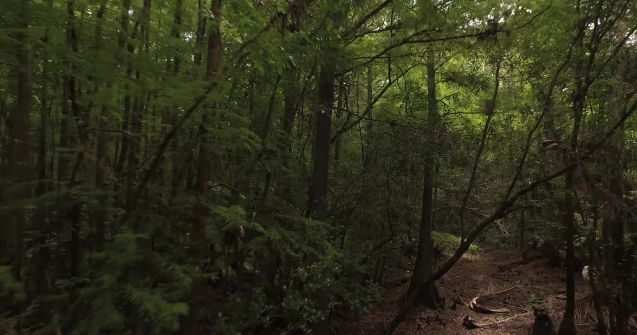 A bird flies in the woods