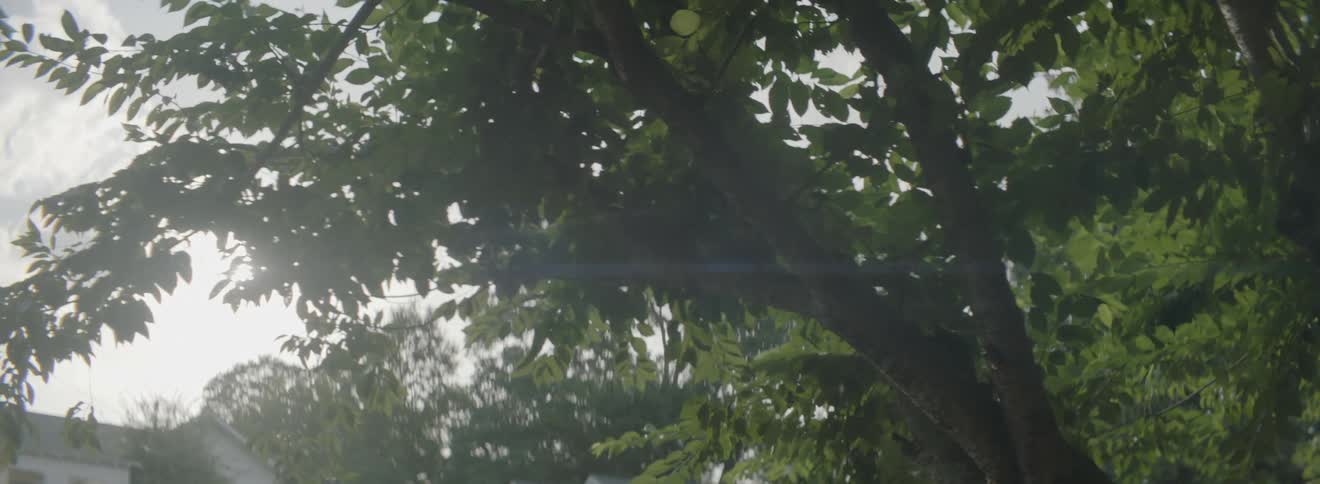 View of the sun peaking through some leaves on a tree