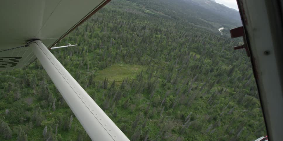 Trees seen from an airplane while in flight