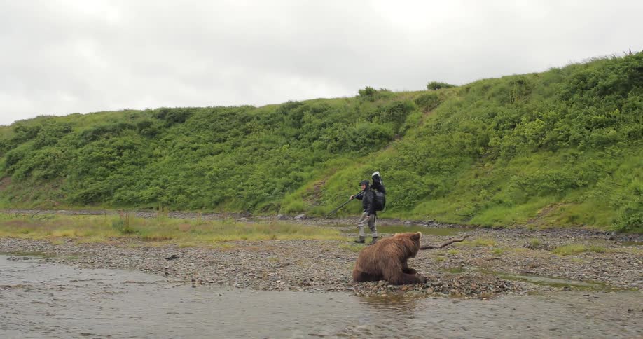 A photographer walking past a bear lying on a rocky shoreline