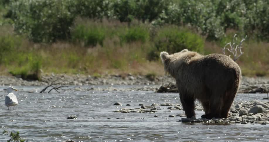 A bear stands in the middle of a shallow river on a sunny day