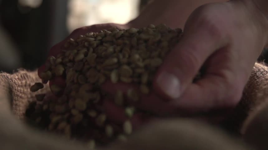 A man lifts up a handful of beans