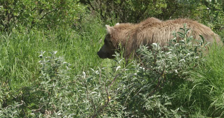 A large bear walks into the underbrush of a forest during the day