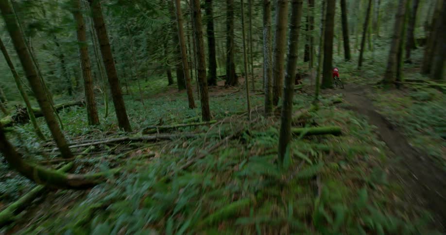 A person on a mountain bike races down a hill while dodging trees in a thick forest setting