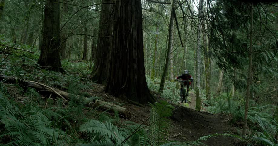 A mountain bike rider jumps a small hump on a dirt track in a forest