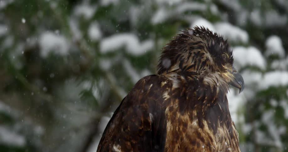 Golden eagle standing on a pine forest under snowfall