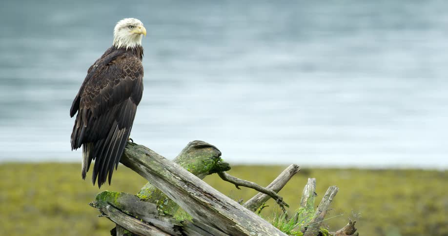 A bald eagle is perched upon a log near a body of water