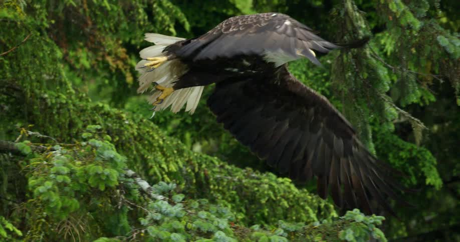 A bald eagle takes flight from a tree branch