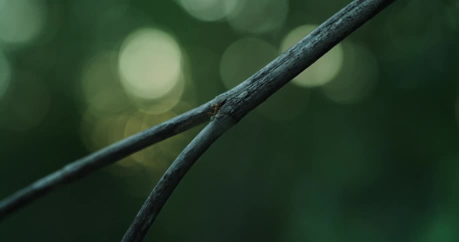 A ant runs up a branch