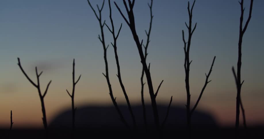 Bare branches in nature move with the wind in front of Australia's Uluru