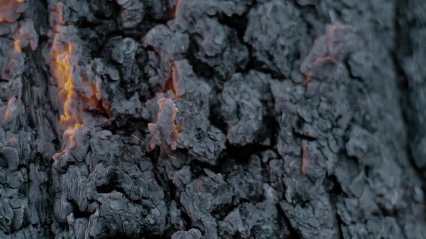 Burning tree bark ignites embers