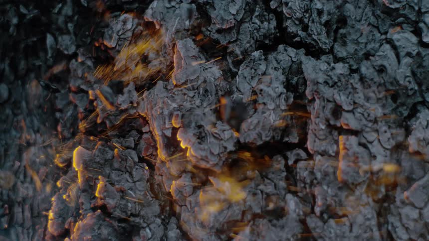 Fire is burning tree bark