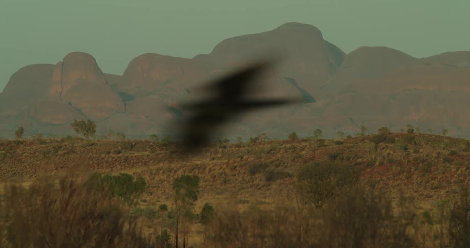A bird flies by in the foreground of a desert and Australia's Khata Tjuta