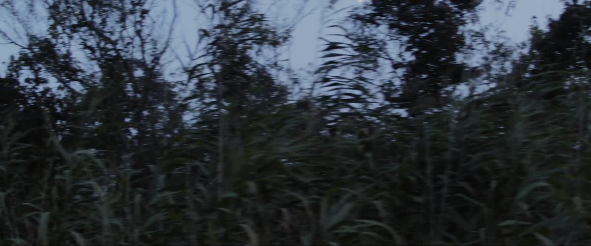 The tops of trees in a forest