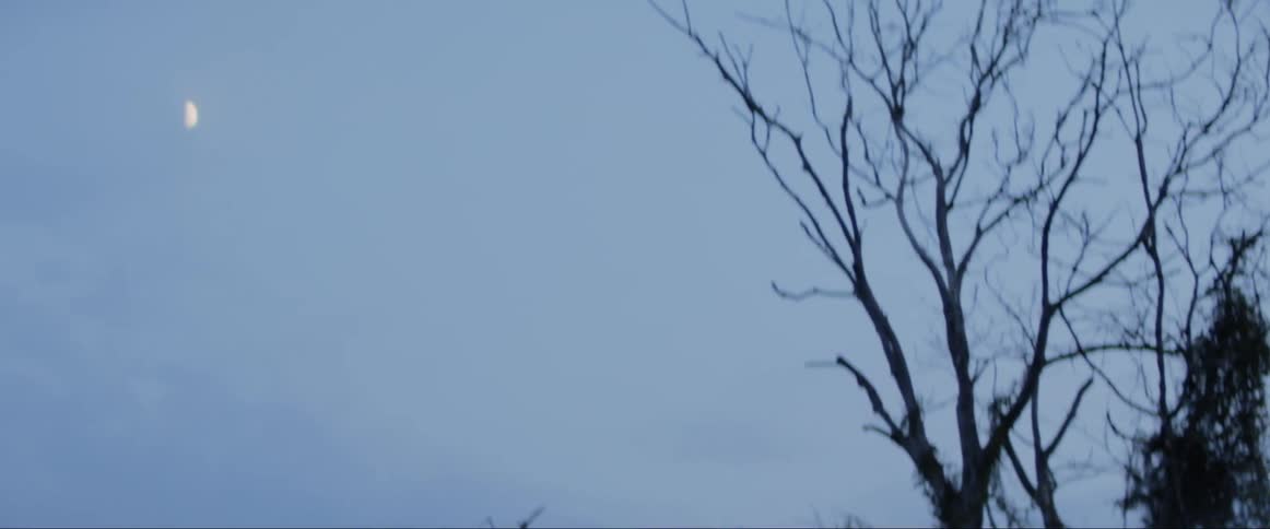 Crescent moon hangs in clear sky over leafless tree surrounded by low vegetation