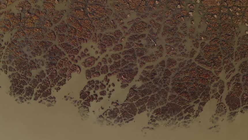 Heavy flooding on a coast swamps a forest