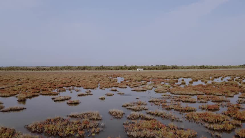 Water floods an inland area of trees