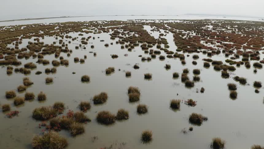 Plants growing in a swamp