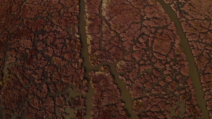 Trees and islands dot a swamp area