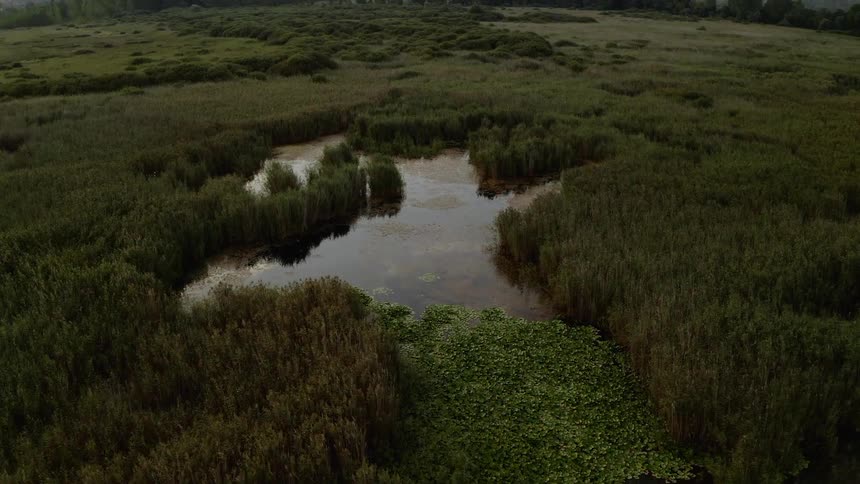 Plants grass and algae grow on marsh water