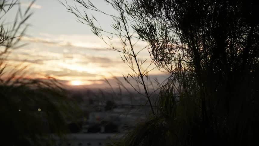 Plants blowing in front of a skyline
