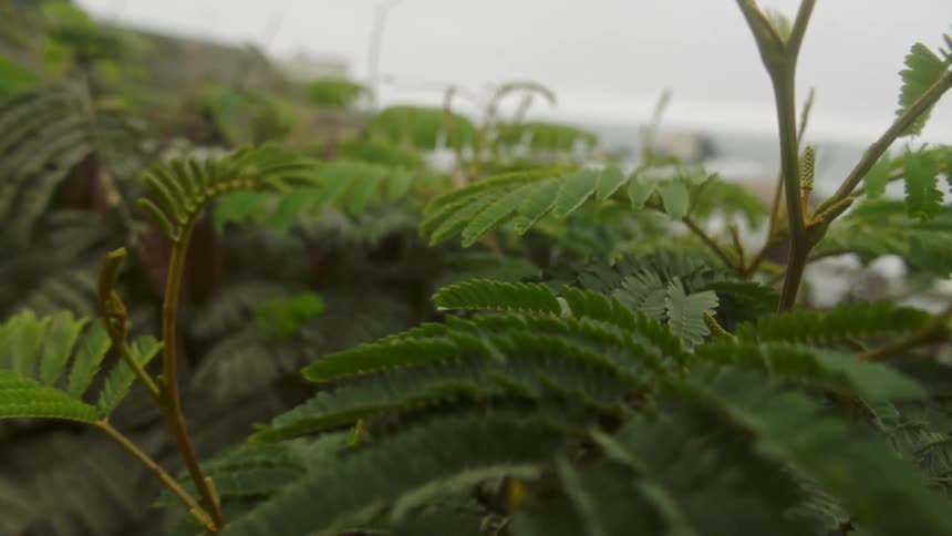 Plant leaves outdoors