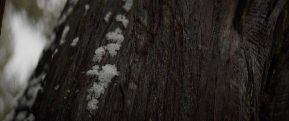 Snow and ice patches on the bark of a tree trunk in the woods