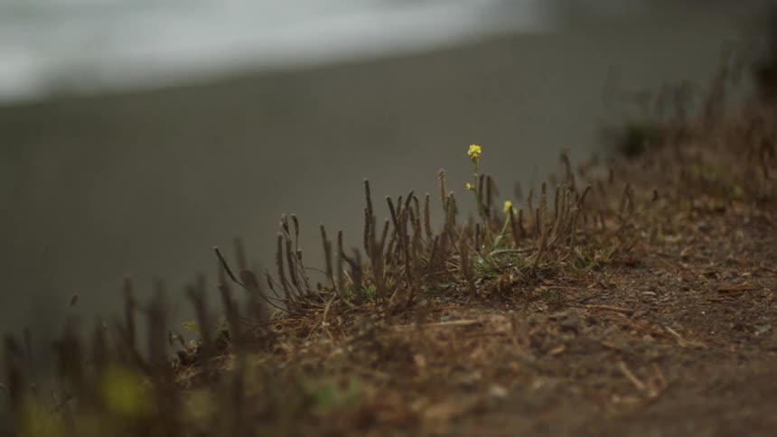 A flower growing in the ground