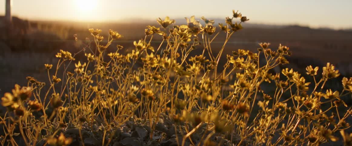A bunch of yellow flowers outdoors