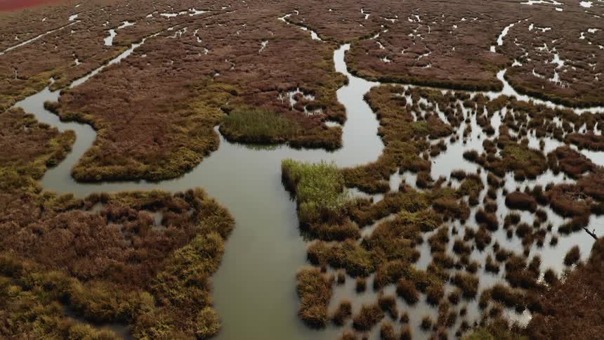 Plants growing in a marsh